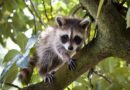 21 people treated for rabies exposure after woman rescues abandoned baby raccoon.