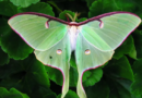 How to Attract Luna Moths to Your Garden.