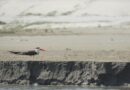 Endangered Indian Skimmer Sighted in Uttar Pradesh