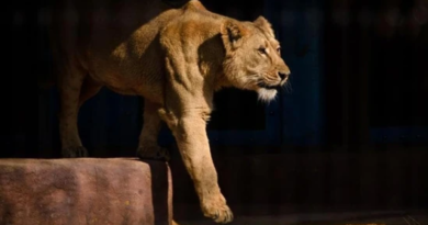 VHP Challenges Safari Park's Decision to House Lioness 'Sita' with Lion 'Akbar' in Calcutta High Court