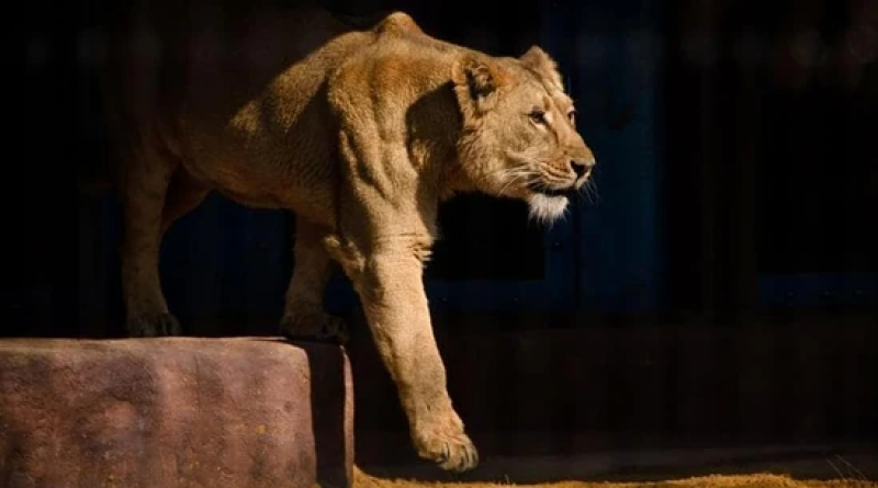 VHP Challenges Safari Park's Decision to House Lioness 'Sita' with Lion 'Akbar' in Calcutta High Court