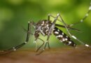 Dengue Survivors Face Greater Long-Term Health Risks Than COVID-19 Patients, Study Finds