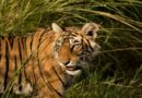 Chhattisgarh Soon to have India’s 3rd Largest Tiger Reserve